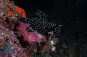 P1311225